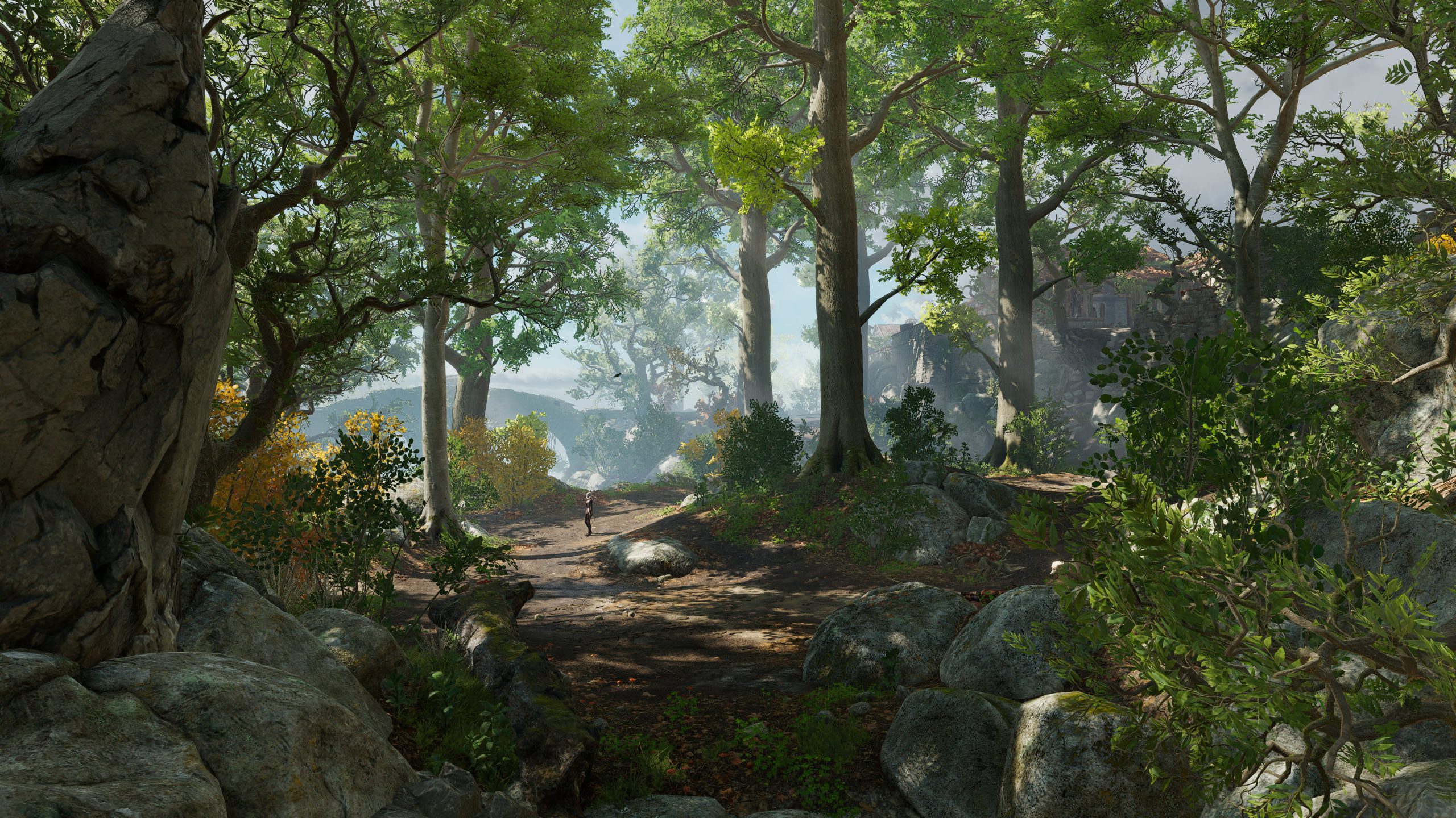 Through the Lush Forest